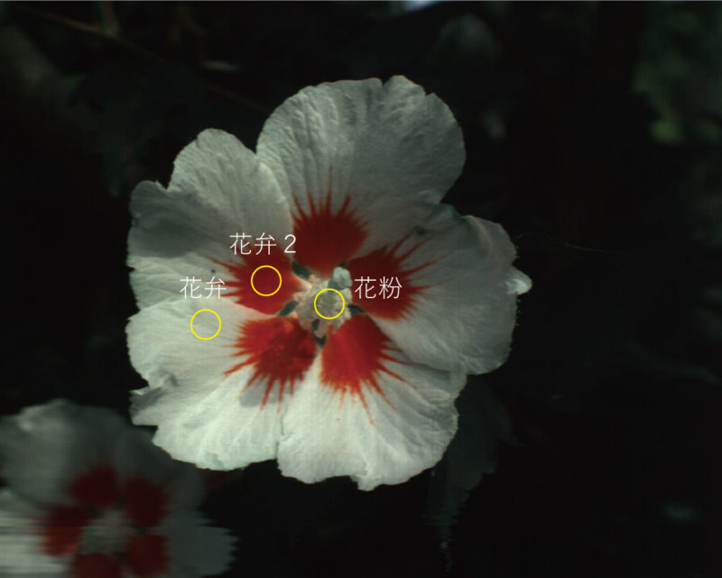 花・ハイパースペクトルRGBイメージ